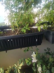 Mandarin Gardens (D15), Condominium #500755581